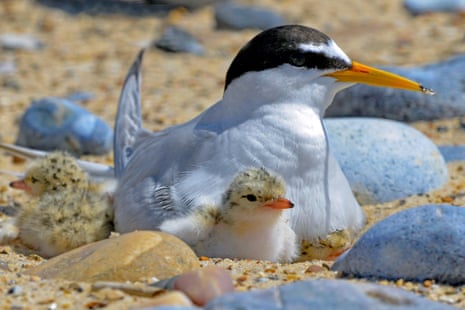 An adult tern with grey plumage and black cap sits with a fluffy chick on sandy ground with pebbles