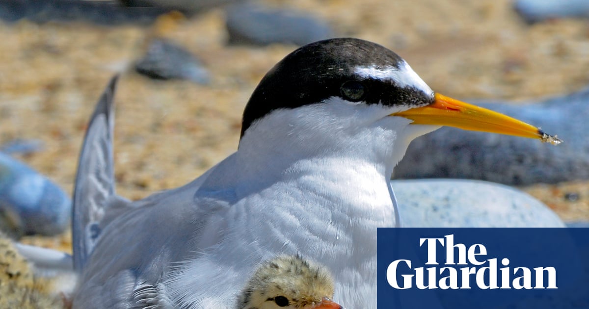 Big gains for little terns: how Lindisfarne reserve is helping a rare bird survive tourism