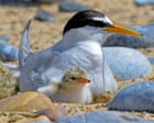 Big gains for little terns: how Lindisfarne reserve is helping a rare bird survive tourism