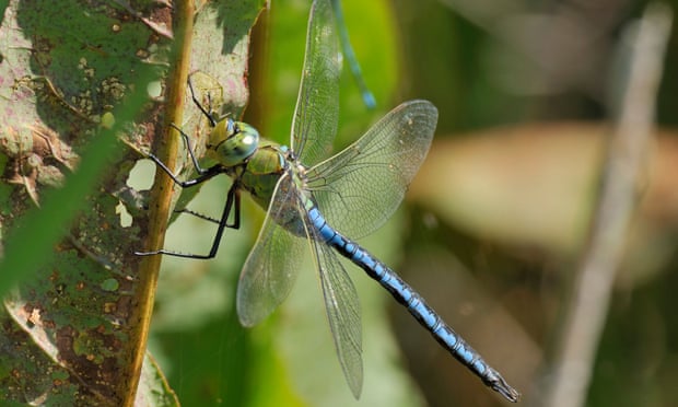 British dragonfly numbers soar as warming climate attracts new species The Emperor Dragonfly (Anax imperator), Britain’s biggest species, is thriving. Photograph: Martin Fowler/Alamy Stock Photo