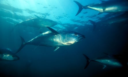 Nothern bluefin tuna swim in the Pacific Ocean.