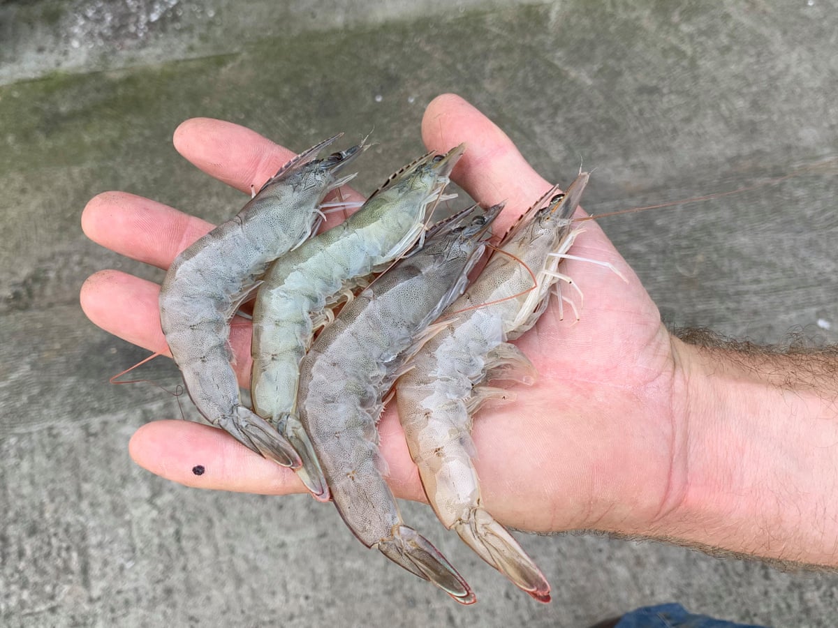 Farmer Produces Sustainable King Prawns In A Lincolnshire Field Ethical And Green Living The Guardian Farmer Produces Sustainable King Prawns In A Lincolnshire Field Ethical And Green Living The Guardian
