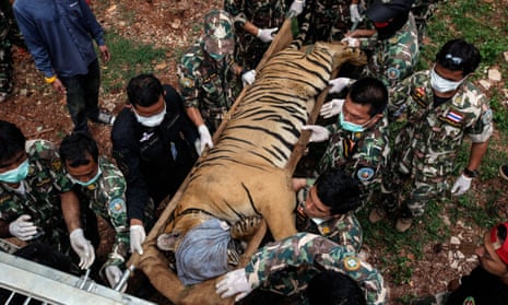 Thai wildlife officers load a tiger on to a truck outside the temple in Kanchanaburi province.