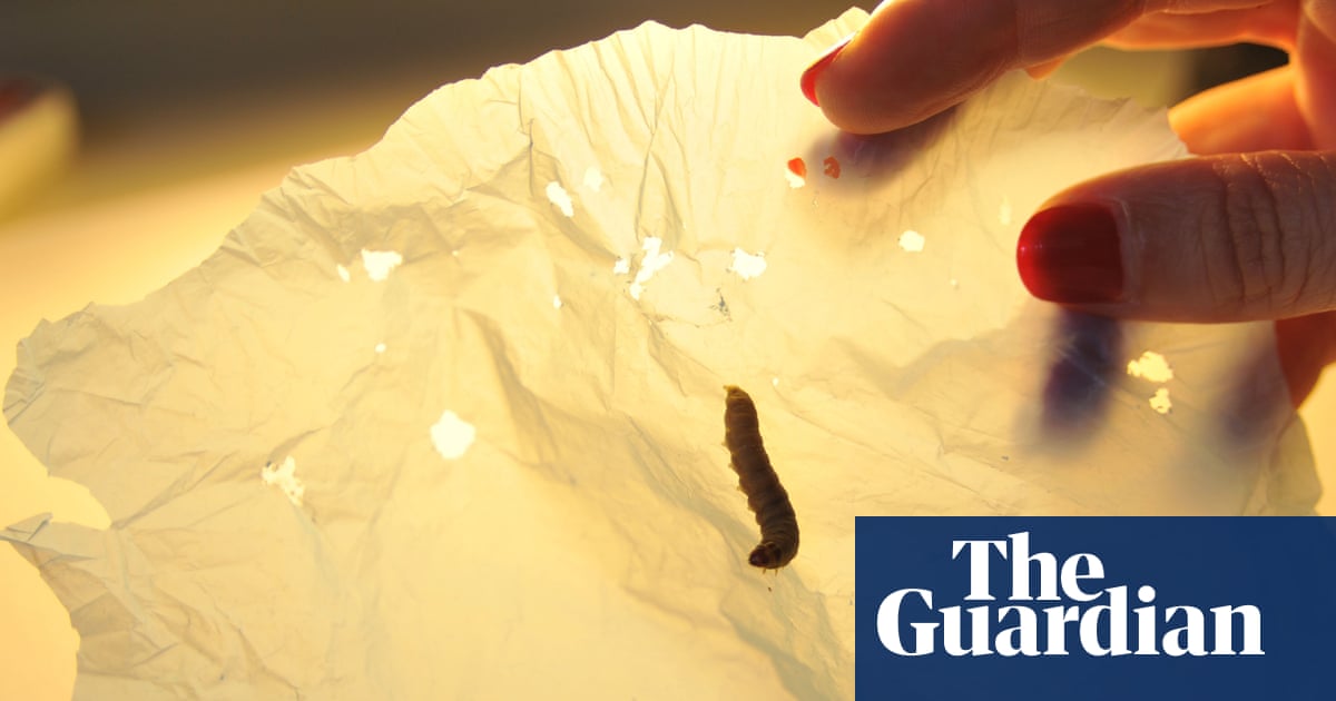 Wax worm saliva rapidly breaks down plastic bags, scientists discover