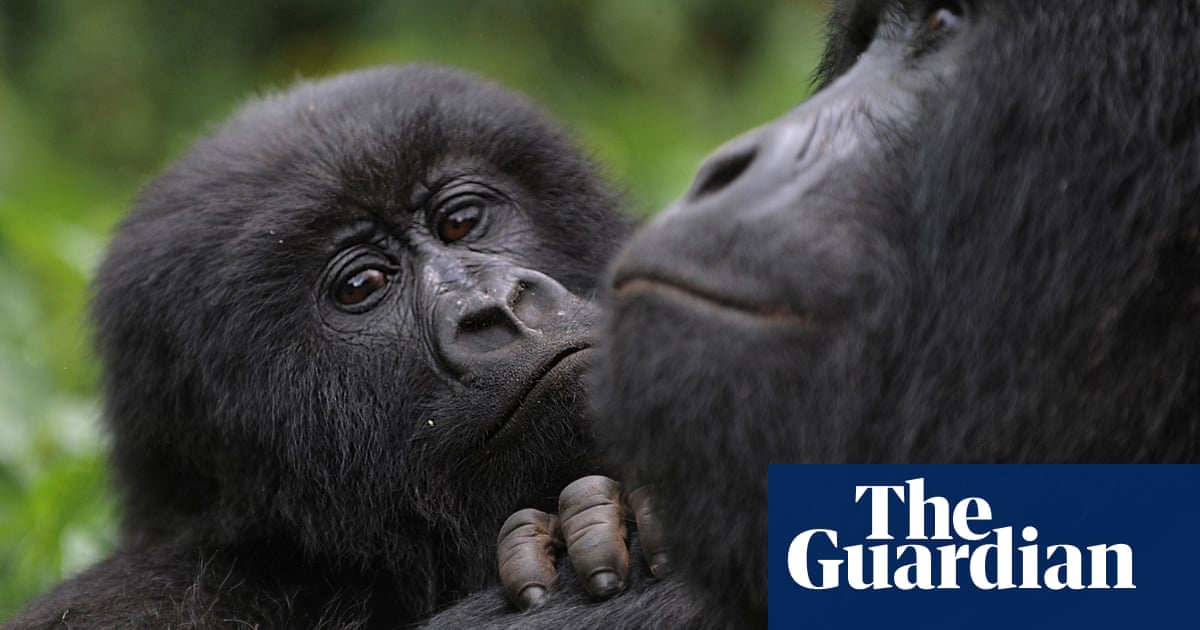 Reddit investors use GameStop proceeds to adopt thousands of gorillas