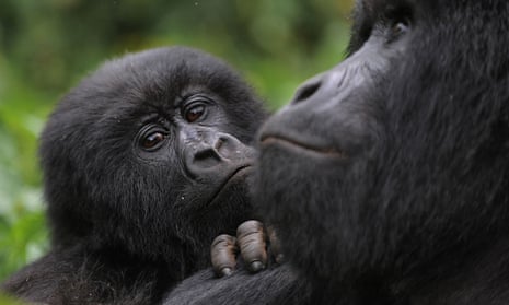 A juvenile gorilla leans on the shoulder of an adult male in the Virunga national park, DRC