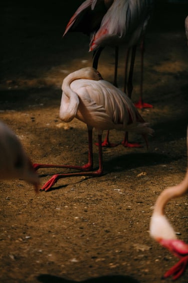 Kneeling Flamingo, 2026
