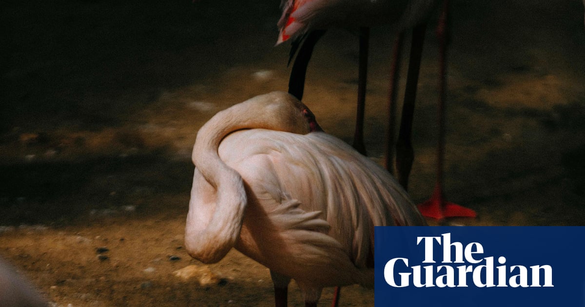 Flamingos, family and fear of nuclear disaster: award-winning photos at C/O Berlin