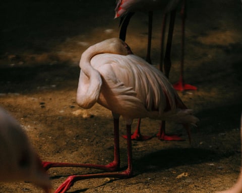 A flamingo kneels on the ground with head nestled nto it's body.