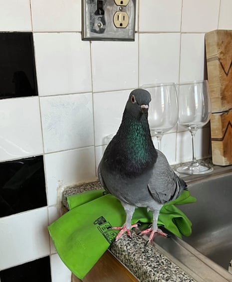 Ghob, 2022, shot on iPhone Pro 13. Pigeon standing on side of a kitchen sink