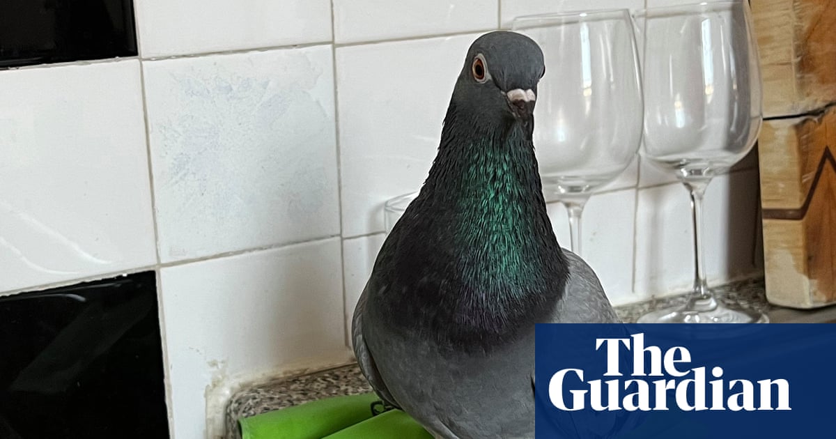 ‘I’m not the pigeon guy – I just happen to have a pigeon’: Jeffery Jones’s best phone picture