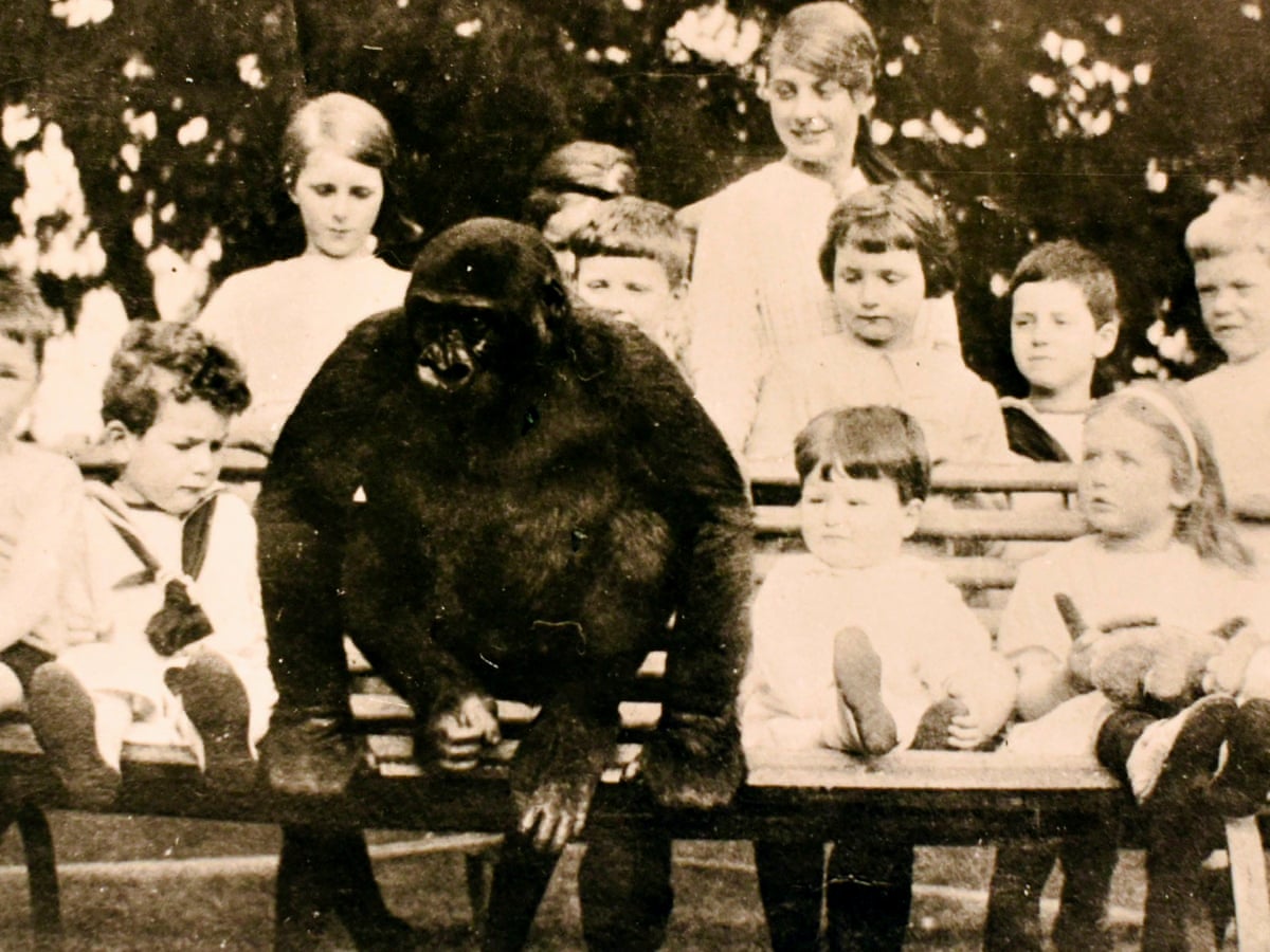 The Almost Human Gorilla Who Drank Tea And Went To School Uk News The Guardian The Almost Human Gorilla Who Drank Tea And Went To School Uk News The Guardian