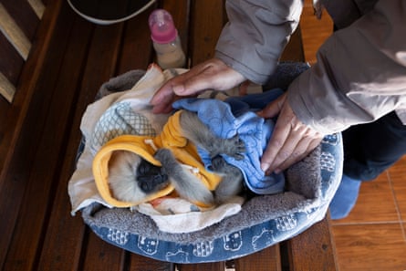 A baby gibbon wearing a hoodie appears to be asleep sucking its thumb