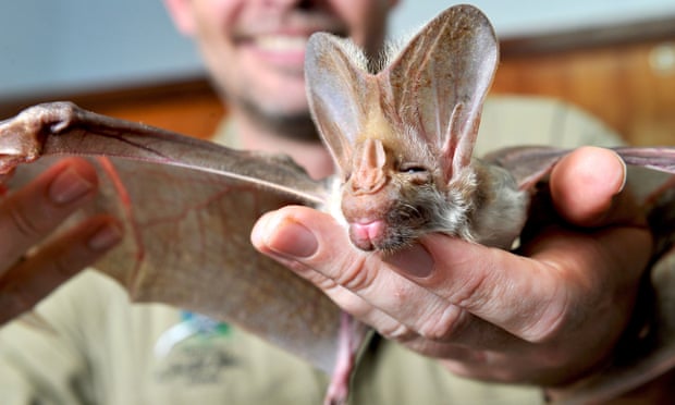 A ghost bat bats receives a medical check-up in Darwin, Australia.