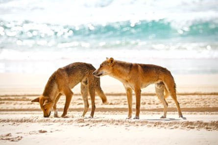 Dingoes on K’gari.