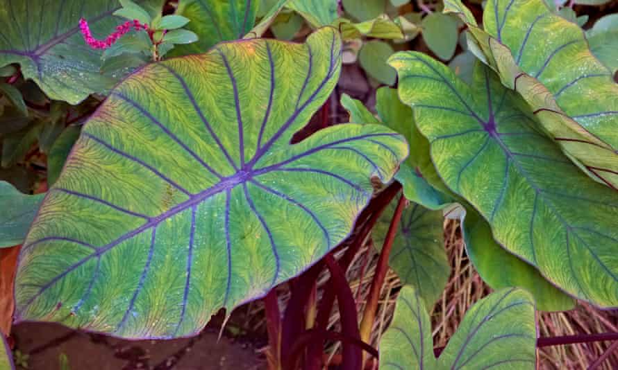 Colocasia esculenta 'Blue Hawaii'.