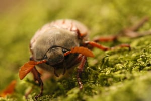 Winner under 12 years: Who Says Bugs aren’t Cute (Cockchafer), Borrowdale, Cumbria