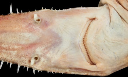 Specimen of a juvenile female Kaja’s sixgill sawshark.
