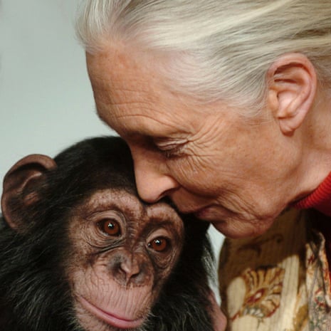 Jane Goodall leaning her face over a chimpanzee