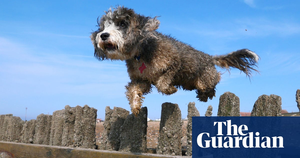 Tail does not wag the dog when it comes to agility, scientists find