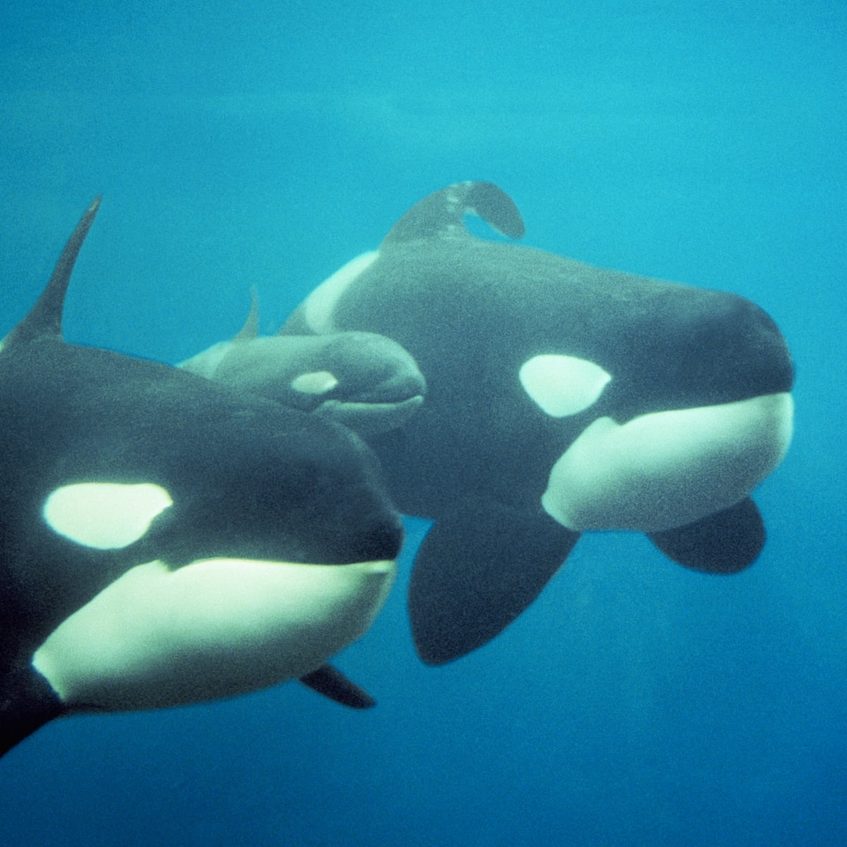 Killer Whale And Baby Wallpaper Killer whale and baby wallpaper