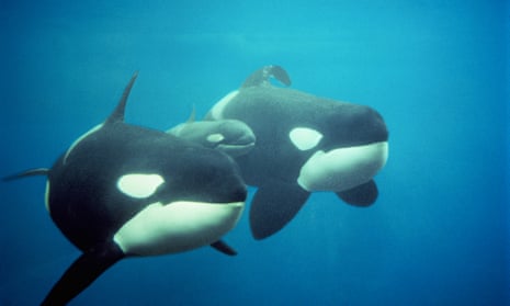 Killer whales (Orcinus orca) in captivity, underwater view