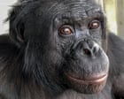 Bonobos enjoy pretend tea parties and chimps think rationally: why apes are more like us than we ever thought