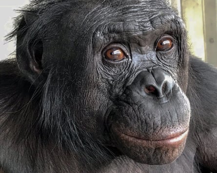 Kanzi, a bonobo.