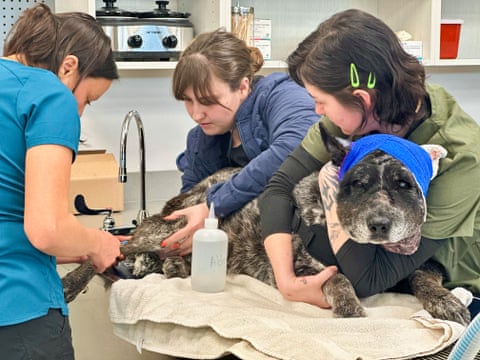 a person holds a dog with a bandaged head as two other people work on the dog's leg