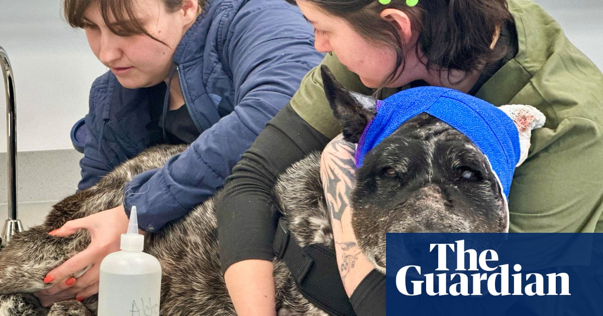 ‘Our little savior’: partly blind New Mexico dog hailed for warding off bear