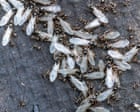 Flying ants: why this year’s mating season could be longer and more frenzied than ever