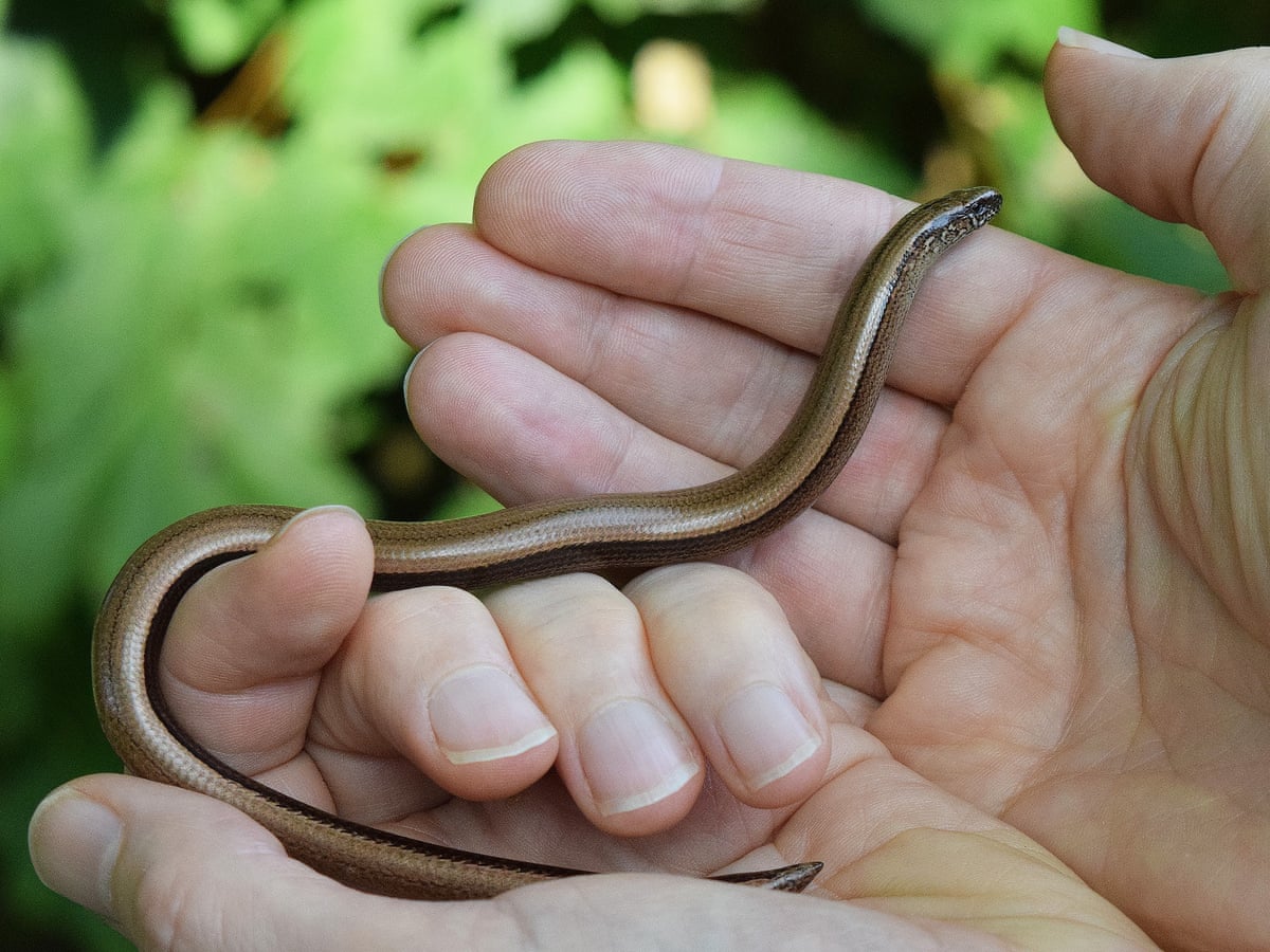Legless Turtle Baby Legless Lizard