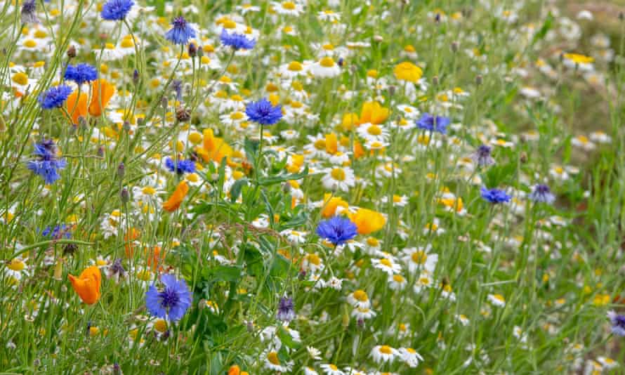 A wildflower meadow.