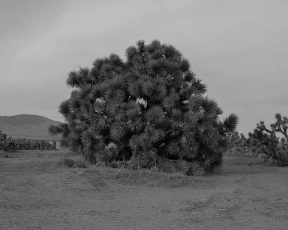 A large bush-like tree