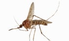 ‘Horrifying. Gross’: mosquitoes bug Houston after recent storms