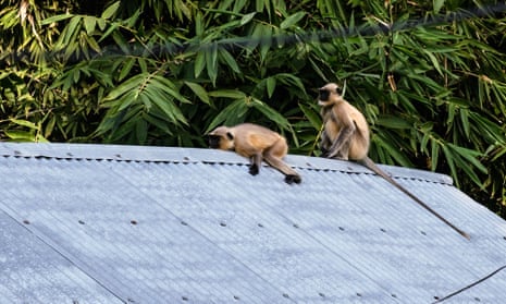 Langur monkeys in West Bengal, India