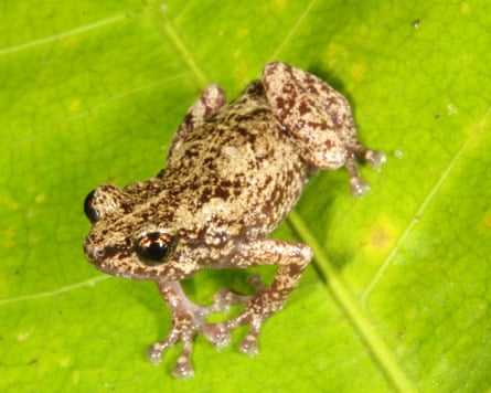 A small yellow and brown frog on a green leaf