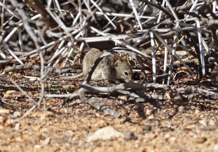 A small grey-brown mouse under a thorn bush feeding on seeds
