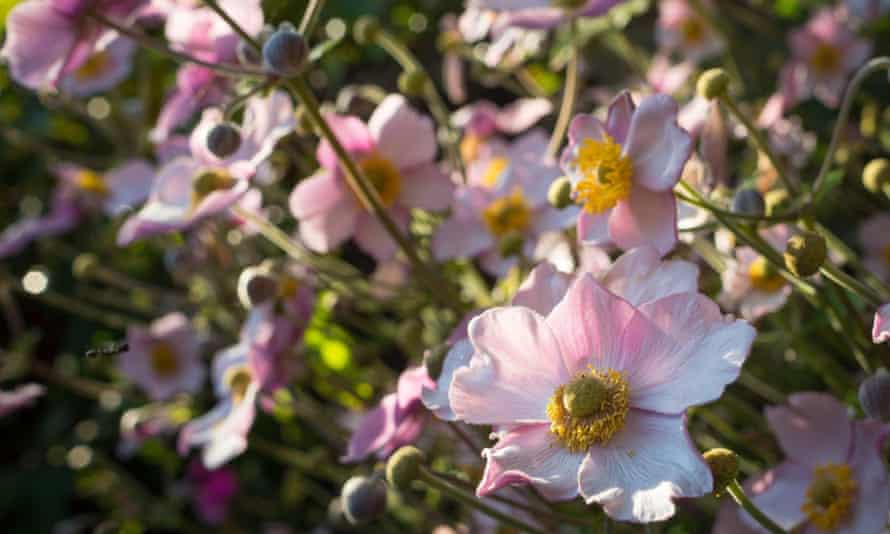 Japanese anemone