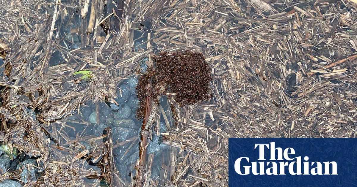 Queensland farmer captures rare video of invasive fire ants building ‘large floating rafts’ – video | Environment