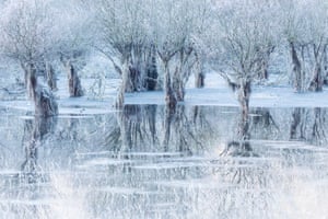 Willow trees in a lake of ice