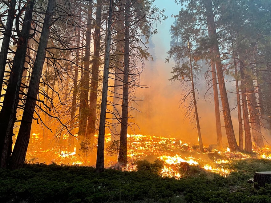 fire on ground among tall trees