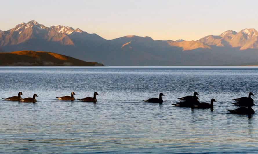 Canada geese on a lake in New Zealand