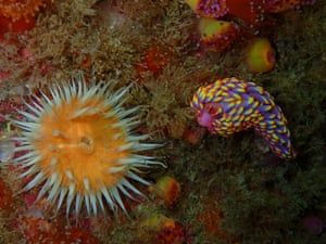 An extremely rare sea slug has been spotted off the coast of the Isles of Scilly, marking the first confirmed record of the species in the UK, according to Cornwall wildlife trust and the Isles of Scilly wildlife trust. The multi-coloured sea slug (Babakina anadoni) measures just 2cm in length and was captured on camera by Seasearch volunteer Allen Murray during a dive near Melledgan, an uninhabited rock island