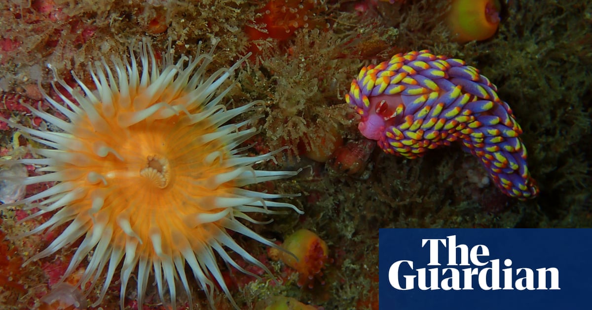 Rare coloured sea slug spotted in British waters for first time