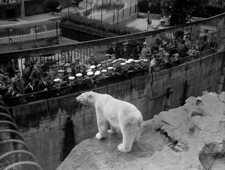 Polar bears are back in Britain. But should they really be living here? Sailors visit the polar bear enclosure at London zoo in 1930.Photograph: Fox Photos/Getty Images