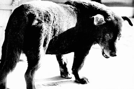 كلب ضال، ميساوا، 1971، من فيلم صياد.