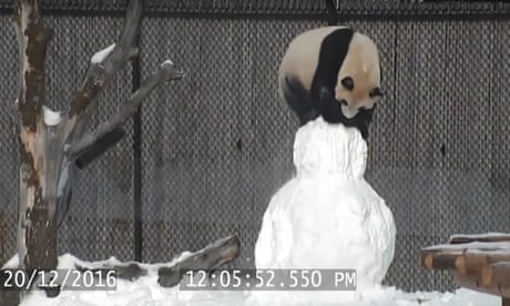 The World S Coldest Elephant Activists Demand Lucy S Removal From Canadian Zoo Canada The Guardian The World S Coldest Elephant Activists Demand Lucy S Removal From Canadian Zoo Canada The Guardian