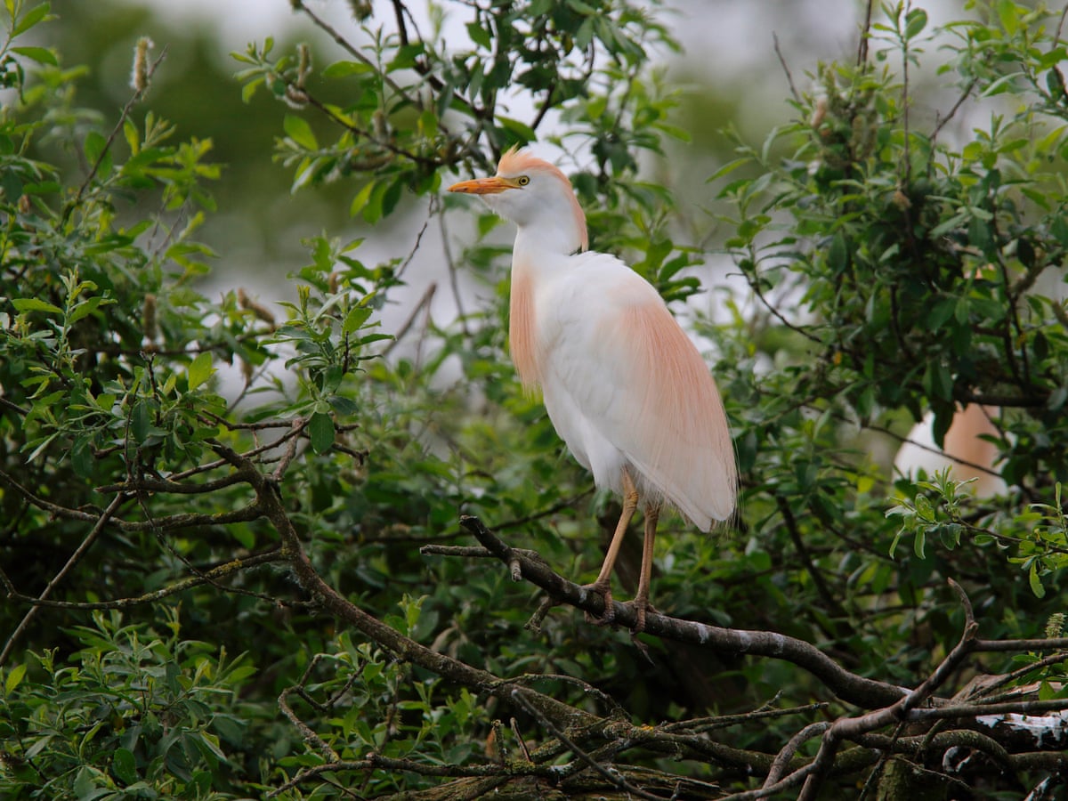 Cattle Egret