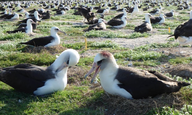 Laysan albatrosses with visible head wounds.